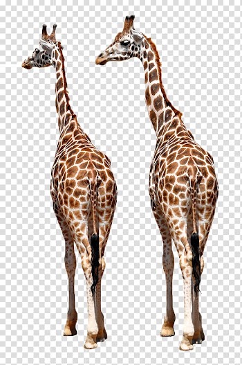 Two giraffes illustration, Reticulated giraffe Okapi Giraffe Family African wild dog Northern giraffe, Two giraffes transparent background PNG clipart