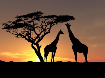 Two giraffes over sunrise near acacia