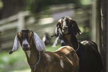 Two Goats Looking Tough