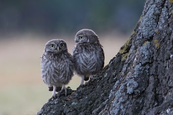 two gray birds on tree trunk
