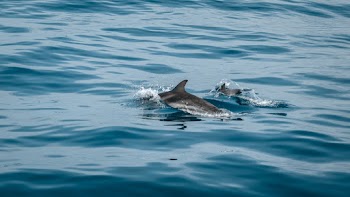 Two Gray Dolphins Surrounded by Body of Water
