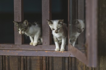 Two Gray Kittens on Window Sill