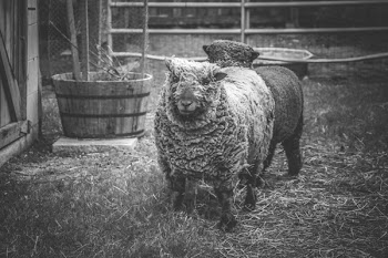 Two Gray Lambs on Grass Field