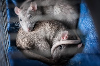 Two Gray Mice