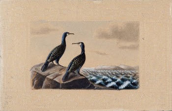 Two great cormorants, by Ferdinand | Free Photo - rawpixel