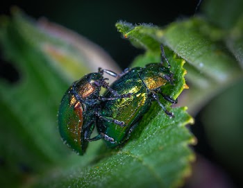 Two Green Beetles on Leaf