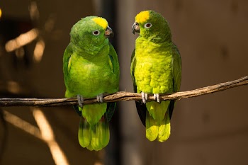 Two Green Birds on Branch