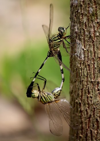 Two Green Dragonflies Mating