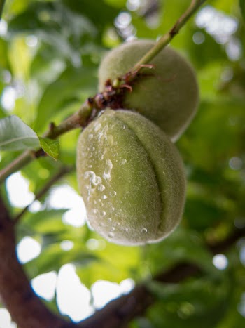 Two Green Fruits