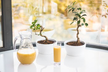 Two Green Leaf Potted Plants On White Table