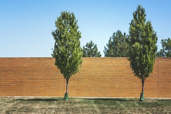 Two Green Leafed Trees Near Bricked Wall
