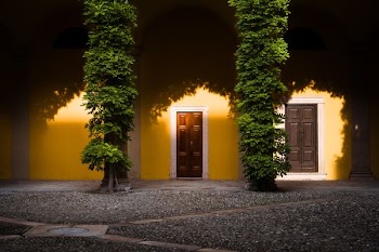 two green leafy plants on yellow wall