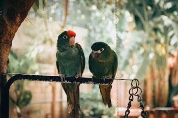 Two Green Parakeet Perched On Black Metal Rod