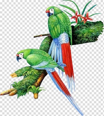 Two green parrots on branch , Lovebird Parrot Cygnini, Hand painted watercolor green parrot transparent background PNG clipart