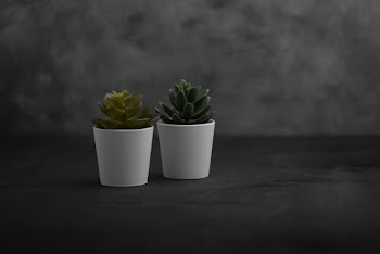 Two Green Succulent Plants in White Pots