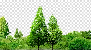 Two green trees illustration, Jingzhou Southern Thailand Forest Tree, Forest trees transparent background PNG clipart