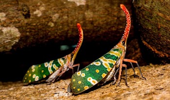 Two Green Yellow Orange Insect