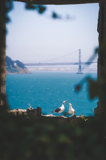 two gulls near sea