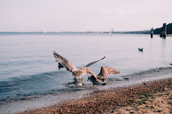 Two Gulls on Shore