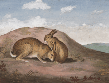 Two Hares: On a Hillside | Free Photo - rawpixel
