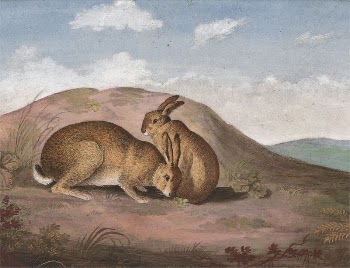 Two Hares: On a Hillside | Free Photo - rawpixel