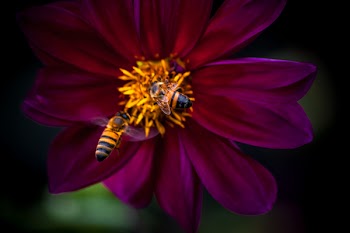Two Honeybees Feeding on Purple Flower