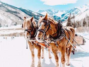 Two Horses