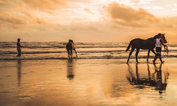 Two Horses on the Beach