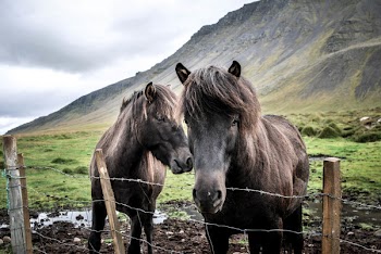 Two Horses Standing on Grass Field