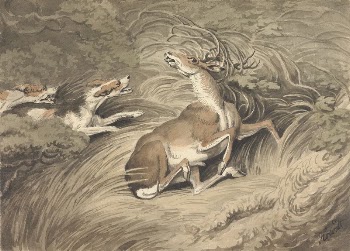 Two Hounds Attacking a Stag | Free Photo - rawpixel