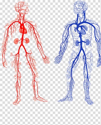 Two human veins chart, Arteries and Veins Artery Circulatory system Blood vessel, lining body transparent background PNG clipart