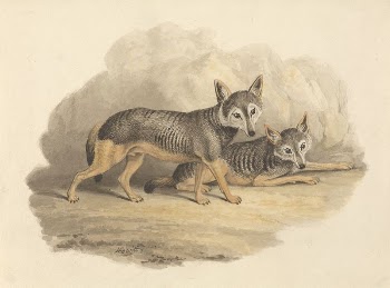 Two Hyenas | Free Photo - rawpixel