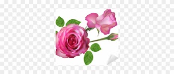 Two Isolated Light Pink Roses And Bud Sticker • Pixers® - Rose