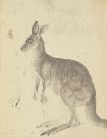 Two Kangaroos with Details | Free Photo - rawpixel