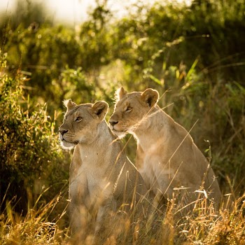 Two lionesses from the Marsh | Free Photo - rawpixel