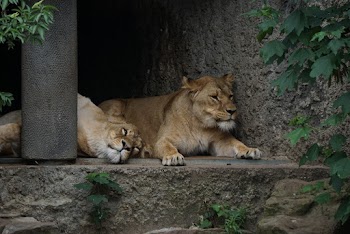 Two Lions on Concrete Floor Photo