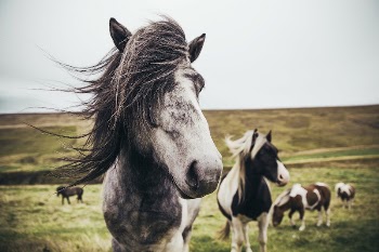 Two long haired horses in the field | Free Photo - rawpixel