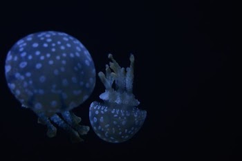 two luminescent jellyfishes