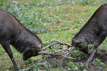 Two Male Deer Fighting during Daylight