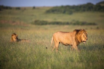 Two male lions are seen | Free Photo - rawpixel