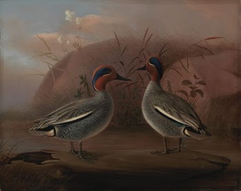Two male teals by the water, | Free Photo - rawpixel