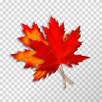 Two Maple Leaves Isolated On Transparent Background. Bright Red ...