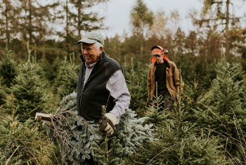 Two men hauling a Christmas | Free Photo - rawpixel