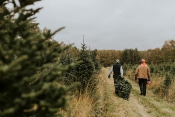 Two men hauling a Christmas | Free Photo - rawpixel