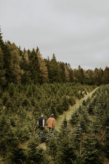 Two men hauling Christmas trees | Free Photo - rawpixel