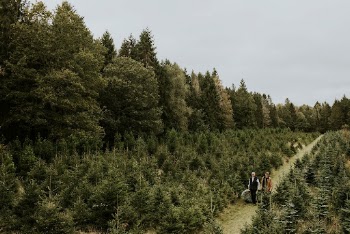 Two men hauling Christmas trees | Free Photo - rawpixel