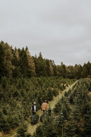 Two men hauling Christmas trees | Free Photo - rawpixel