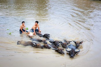 Two Men Riding on Black Carabao