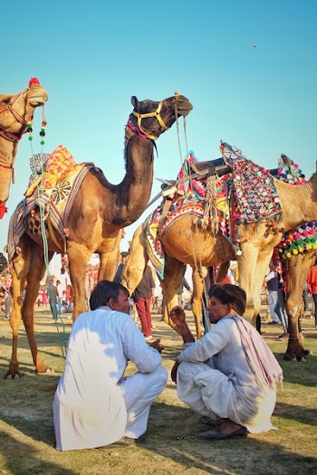 Two Men Sitting In Front Of Camels