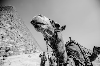 Two Men Standing Near Camels